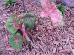 Pink and white caladium.JPG