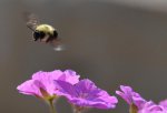 Bee sunny! by Event Horizon.jpg