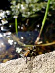 Fly basking in the sun by Figgy.jpg Fly basking in the sun by Figgy.jpg