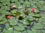 Lily pads soaking up the sun by Sheetmetalman.jpg