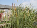 Cattails in bloom.JPG