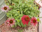Red coneflowers.JPG Red coneflowers.JPG