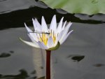 Damselfly on tiny pale blue lily.JPG Damselfly on tiny pale blue lily.JPG