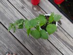 Hibiscus from seed from Sissy.JPG