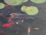 Female koi from pond kid.JPG