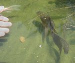 Melanistic-1.jpg Melanistic-1.jpg