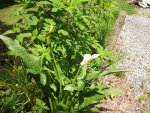 2013-07-01 002.JPG