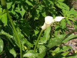 2013-07-01 005.JPG