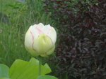DSC06127.JPG