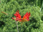DSC06086.JPG