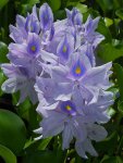 water_hyacinth8_gpf.jpg