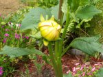 2013-07-03 003.JPG