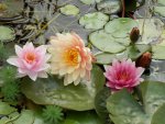 Peach and pink lilies.JPG