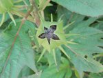 Hibiscus bud beginning to open.JPG