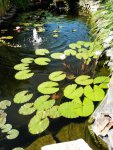 Pale blue lily from Larkin on foreground.JPG