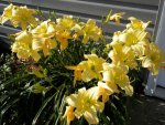 Tall yellow fragrant lilies.JPG