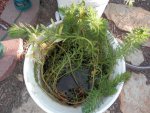 Parrots feather and ludwigia and lily underneath.JPG