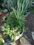 Water clover, water parsley, ....JPG