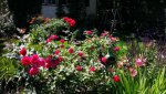 IMAG0651.jpg