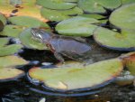 Painted or red eared slider turtle.JPG