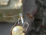 Dragonfly.JPG