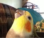 Cotton Says So happy that Mom locked the CATS UP for a change by Mmathis.jpg Cotton Says So happy that Mom locked the CATS UP for a change by Mmathis.jpg