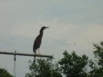 darn where did those fish go I don't like bird food by addy1.jpg darn where did those fish go I don't like bird food by addy1.jpg