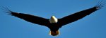 Local bird by slakker.jpg Local bird by slakker.jpg