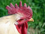 You looking at me by Anthony.jpg You looking at me by Anthony.jpg