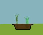 plantsliner.png plantsliner.png