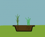 plantsliner.png