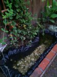 wildlife pond.jpg wildlife pond.jpg