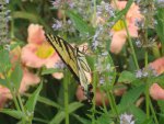 DSC06226.JPG