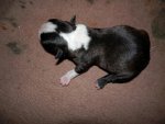 Male with 75% collar.JPG