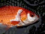 Orange goldfish 2.JPG