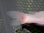 White goldfish tail.JPG