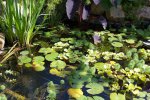 130812 - pond, little turtles, new water lilies 9.jpg