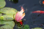 130812 - pond, little turtles, new water lilies 5.jpg