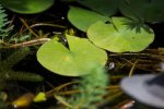 130812 - pond, little turtles, new water lilies 4.jpg