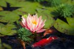 130812 - pond, little turtles, new water lilies 3.jpg