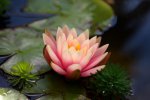 130812 - pond, little turtles, new water lilies 1.jpg