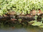 Trimmed plants from hanging in goldfish pond.JPG