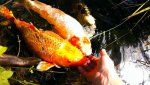 Afternoon feedingf in the Sunshine by callingcolleen1.jpg Afternoon feedingf in the Sunshine by callingcolleen1.jpg