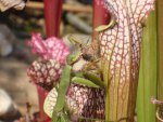 Stink bug yummies by addy1.jpg Stink bug yummies by addy1.jpg