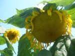 Sunflowers in our garden by rebelangel_3833.jpg