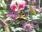 Swallowtail feeding on Black Beauty Lilies by Carolyn22.jpg