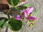 DSC06378.JPG