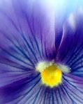 The Pansy (11x14).jpg