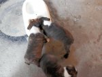 Two males at the food bowl.JPG