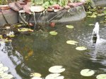 Pond drained down water change.JPG